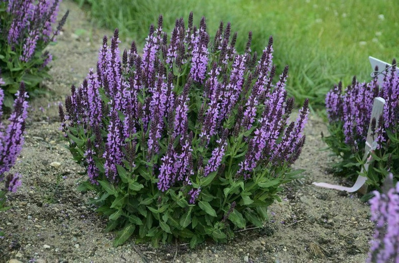 Woodland Sage Balkan Clary Salvia nemorosa 50 seeds F 142 image 1