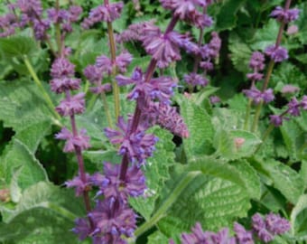 Lilac Sage - Salvia verticillata - 50+ seeds - F 189