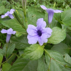 Puede incluir: Flores moradas de cinco pétalos florecen en una planta verde frondosa. Las flores tienen un centro morado más oscuro.