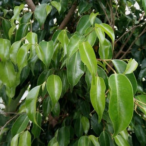 May include: Close-up of a green leafy plant with long, pointed leaves. The leaves are arranged in a cluster and have a smooth, glossy texture.
