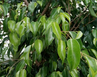 Ficus Elastica Belize Pink Variegated Leaf Cutting - Gummibaum mit groen  Blttern - Etsy sterreich