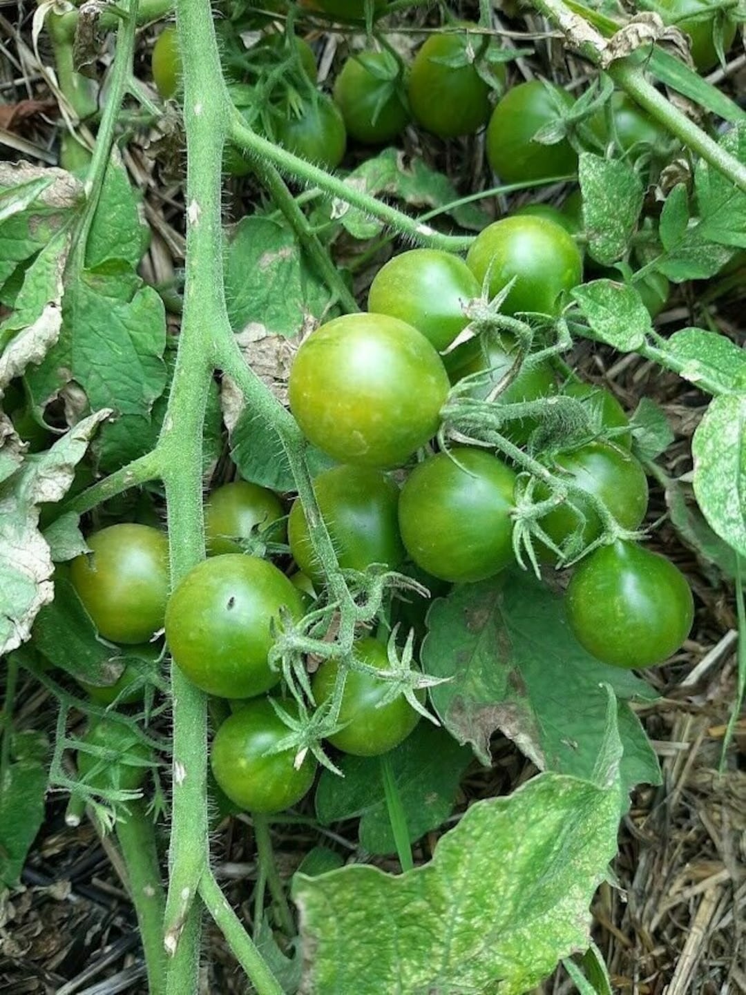 Grinch Dwarf Cherry Tomato - Green-yellow Tomato - 10+ Seeds - P