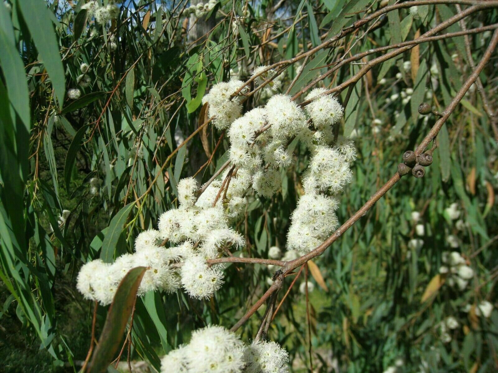 Peppermint Eucalyptus Eucalyptus Radiata 5 Seeds W 027 Etsy
