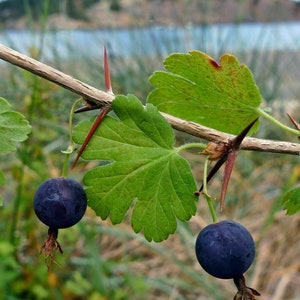 Könnte beinhalten: Zwei dunkelblaue Stachelbeeren, die an einem Zweig mit grünen Blättern und scharfen Dornen hängen.