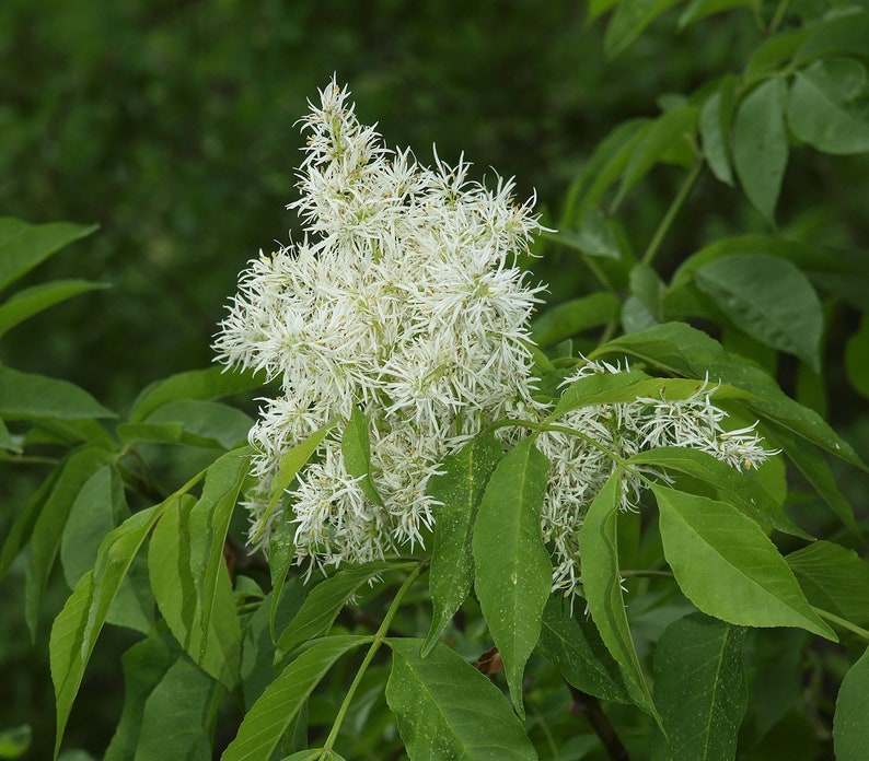 Flowering Ash Manna Ash Fraxinus ornus 50 seeds W 076 image 1