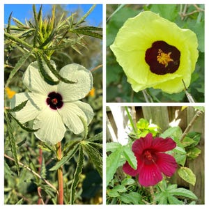 Kleurrijke Kenaf-variëteiten Pakket - Hibiscus cannabinus - 30 zaden - V 197