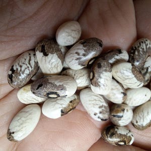 May include: A close-up of a collection of speckled beans, showing a mix of off-white and brown patterns. The beans are oval-shaped and appear dry. The image highlights the texture and colour variations of the beans.