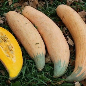 Könnte beinhalten: Vier längliche Kürbisse auf Gras, einer aufgeschnitten. Die ganzen Kürbisse sind hellorange mit grünen Spitzen. Der aufgeschnittene Kürbis zeigt hellgelbes Fruchtfleisch und Samen. Die Kürbisse sind auf einem Bett aus grünem Gras und Herbstlaub angeordnet.