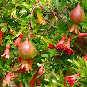 May include: A pomegranate tree branch featuring round, ripening fruits with smooth, reddish-green skin and star-shaped calyxes, interspersed with vibrant red, trumpet-shaped flowers and small, pointed, glossy green leaves on thin woody stems.
