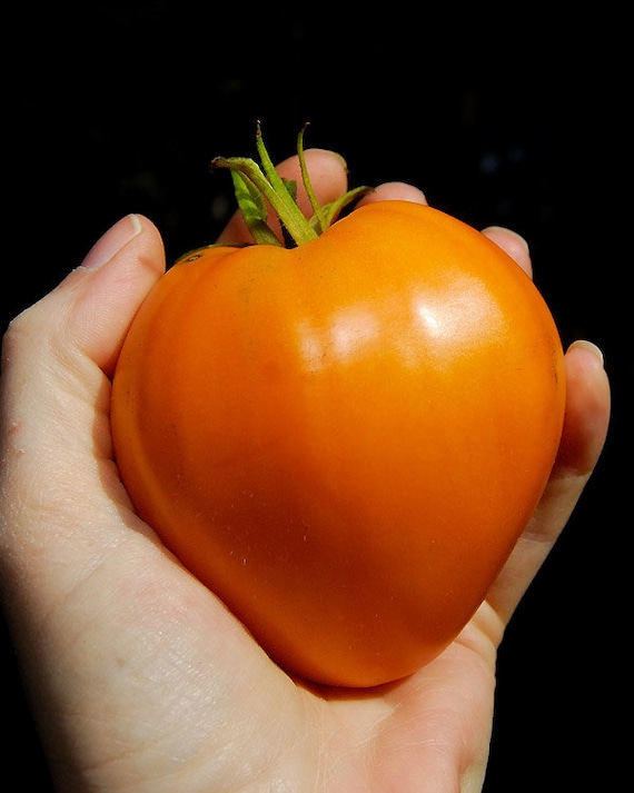 German Orange Strawberry Tomato 5 Seeds P 156 - Etsy Canada