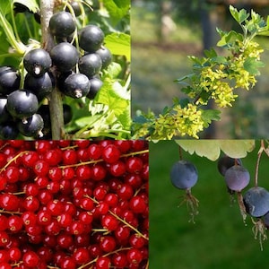 Hardy Berries in the Garden Paket - 4 Arten - Beere - Ribes - 40+ Samen - V 156