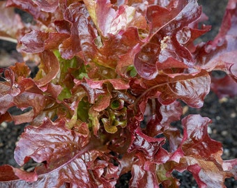 Red Batavia Improved Lettuce - 100+ seeds - L 197