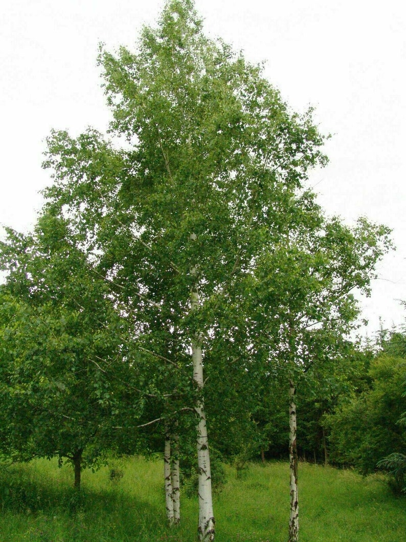 Silver Birch Betula pendula 250 seeds W 103 image 1