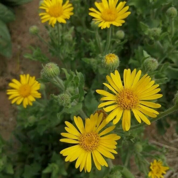 Arnica mexicain - Goldaster - Heterotheca inuloides - 25+ graines (E 120)