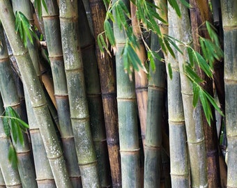 Calcutta bamboo - Dendrocalamus strictus – 10+ seeds - W 142