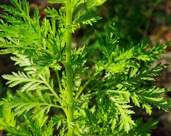 Sweet Wormwood, Sweet Annie, Artemisia annua 50 seeds (F 004)