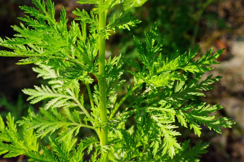 Artemisia Annua / one-year mugwort tincture 100ml - Herba Sale Ltd.