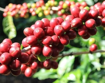 Bourbon Coffee - Coffea arabica - Kaffee - 5+ Seeds - Graines - Samen - Gx 118