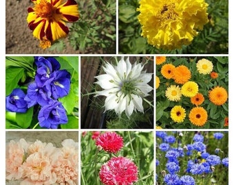 Edible flower package - 8 variety - 280+ seeds Clitoria Nigella Cornflower V133