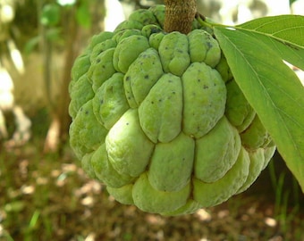 Sweetsop - Sugar Apple - Annona squamosa - 3+ seeds - Gx 068