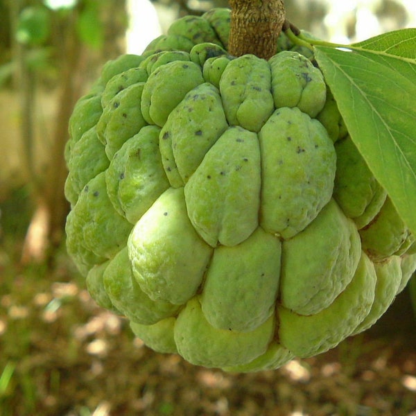 Sweetsop - Sugar Apple - Annona squamosa - 3+ Samen - Gx 068