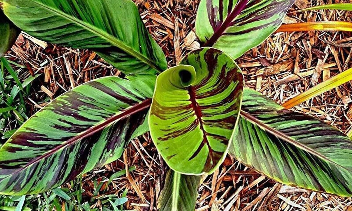 Red Tiger Banana Hardy Banana Musa Sikkimensis 5 Seeds Samen Gx 138 Etsy Canada