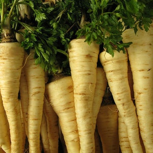 Könnte beinhalten: Ein Bund Pastinaken mit grünen Blättern. Die Pastinaken sind weiß und haben eine raue Textur.