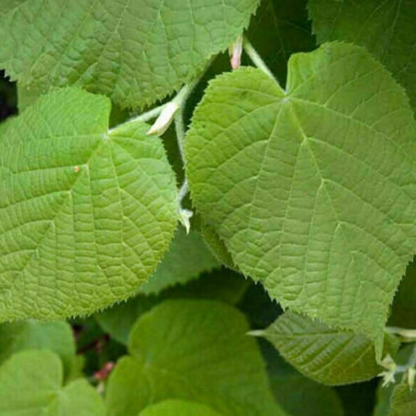 Tilleul à grandes feuilles - Tilleul - Tilia platyphyllos - 25 graines W 048