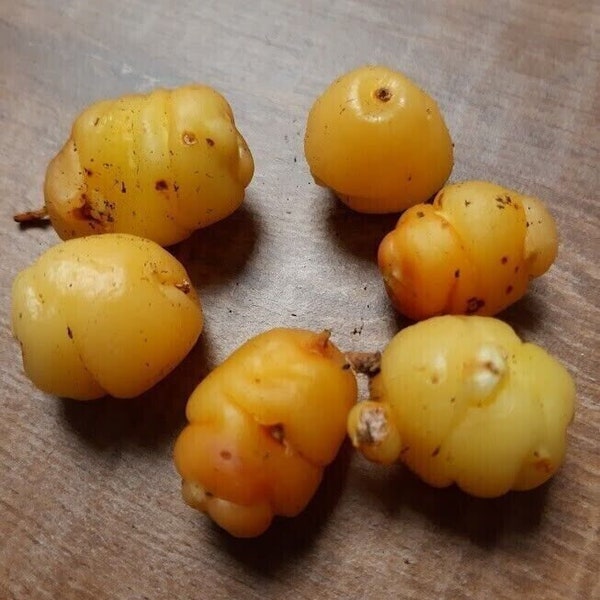 Oca - Yellow Pink Flame - Oxalis tuberosa - 3 bulwy - T 039