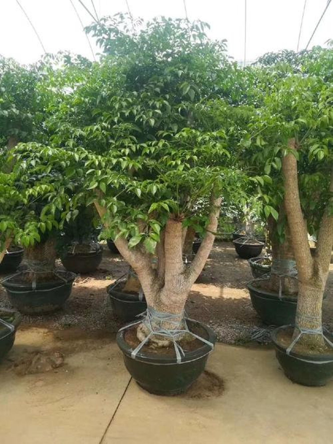 China Doll Emerald Tree Radermachera Sinica 5 Seeds W Etsy