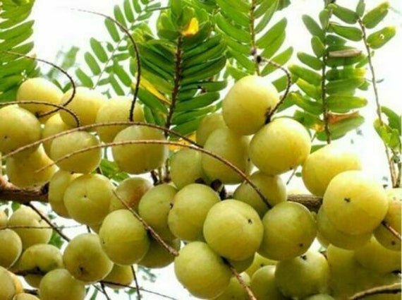 Amla Tree- Indian Gooseberry - Phyllanthus Emblica - 5 Seeds Gx 022 - Etsy  Norway