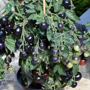 Peut inclure: Gros plan d'un plant de tomates avec des tomates violettes foncées qui poussent dessus. La plante est en pot et a de nombreuses feuilles vertes.
