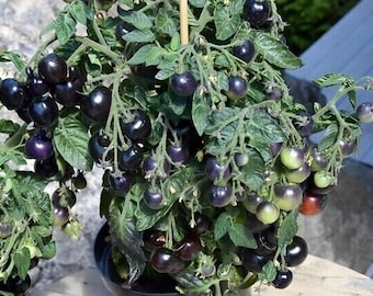 Micro Purple Tomato - Dwarf Tomato - Tomate - 20+ Seeds - Samen - P 517