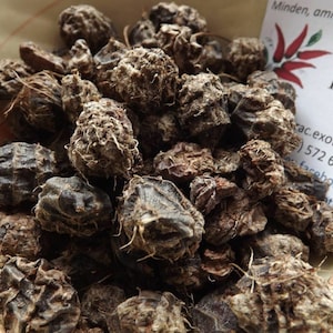 Könnte beinhalten: Eine Schüssel gefüllt mit getrockneten schwarzen Wurzelknollen. Die Knollen sind runzelig und haben eine dunkelbraune Farbe. Die Schüssel ist weiß mit einem rot-weißen Design.