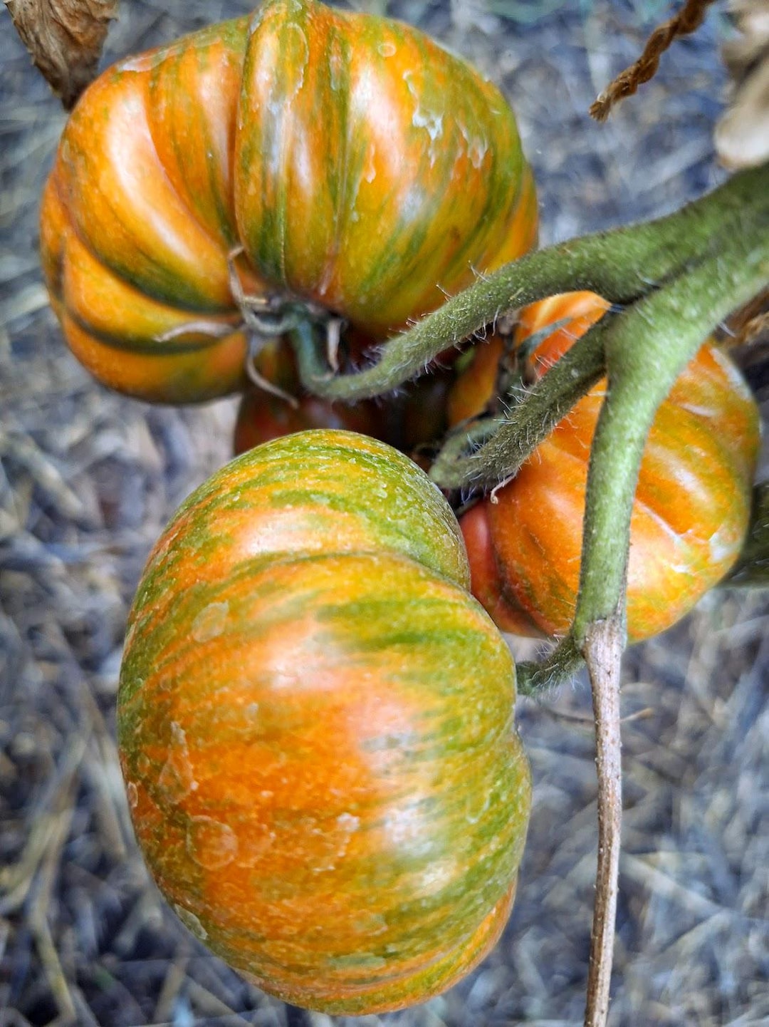 Kozula 117 Tomato - 5 Seeds - P 626 - Etsy Canada