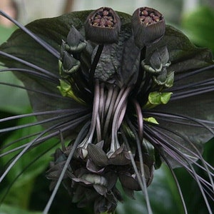 Fiore di pipistrello nero - Tacca chantrieri - Schwarze Fledermausblume - 5+ semi W 183