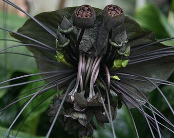 Black Bat Flower - Tacca chantrieri - Schwarze Fledermausblume - 5+ Seeds W 183