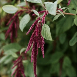 Peut inclure: Gros plan sur une plante avec de longues et fines fleurs en forme d'épis de couleur rouge foncé. La plante a des feuilles vertes et pousse en extérieur.