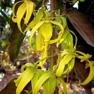 Ylang-Ylang - Cananga odorata - 10+ zaden - Samen - E 310