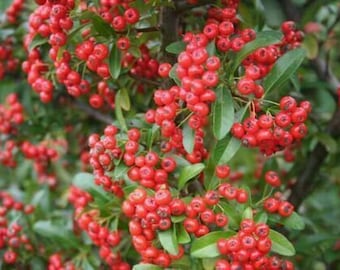 Ognik szkarłatny - Pyracantha coccinea - 100 nasion E 217