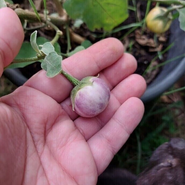 Thai Lavender Frog Egg Eggplant - Aubergine - 5+ seeds - Samen - So 111