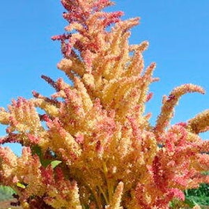 Puede incluir: Una planta alta con flores rojas y amarillas. La planta está creciendo en un campo con un cielo azul en el fondo.