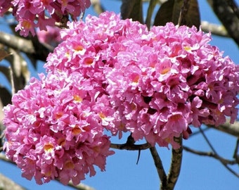 Pink Lapacho - Handroanthus impetiginosus - 3+ seeds - Samen - E 277