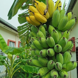 Pisang Awak banan - Thai banan - Namwah - 3 frön Gx 217