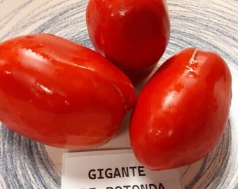 Gigante di Rotonda tomato from Italy - 5+ Seeds - P 455