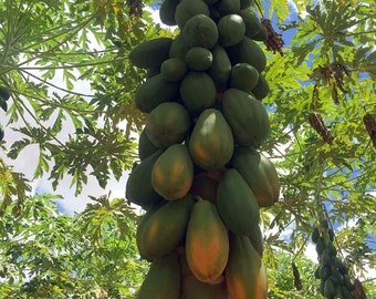 Giant Formosa Papaya from Brasil - Carica papaya - 10+ Seeds (GX 054)
