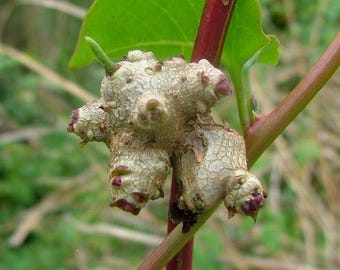 linsen saatgut landwirtschaft Rote Linsen Bio-Keimsaat  Keimgrn