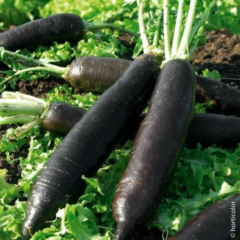 Winter Radish Noir long poids d'horloge 100 seeds Semillas Graines R 154 image 1