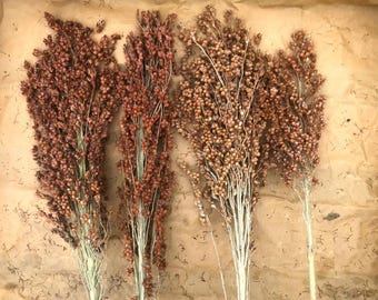Sorgo rojo oxidado - Sorghum bicolor - 50 semillas - Am 115