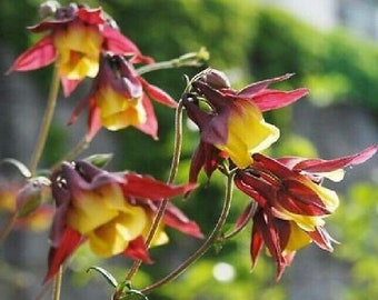 Oriental Columbine - Aquilegia oxysepala - 25+ seeds - Heirloom Seeds! Z 067